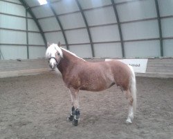 horse Isis (Haflinger, 2007, from Majus)