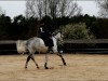 dressage horse Kaisercharme (Trakehner, 2005, from Donaufischer)