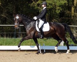 dressage horse Black Betty S (Holsteiner, 2009, from de Chirico)