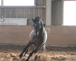 Springpferd Chiara 262 (Württemberger, 2005, von Champ of Class)