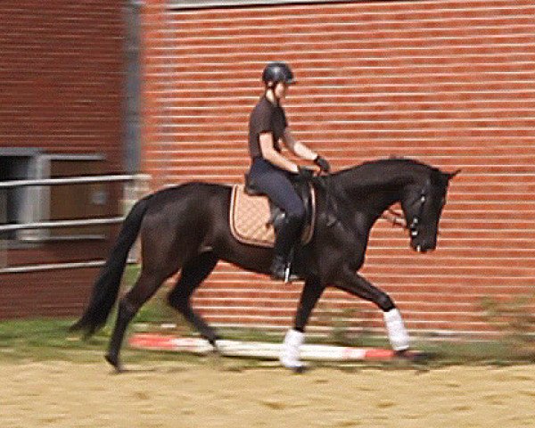 broodmare Touch of White (Oldenburg, 2009, from Sandro Hit)