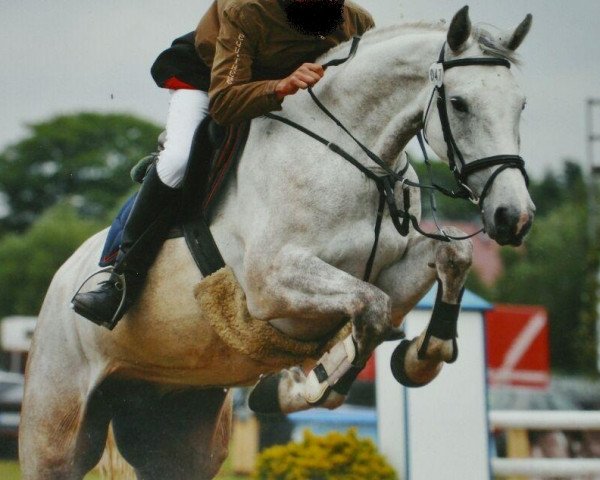 jumper Cognac (German Sport Horse, 2006, from Camposanto)