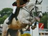 jumper Cognac (German Sport Horse, 2006, from Camposanto)