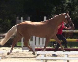 broodmare Creme de la Creme 10 (German Riding Pony, 2011, from Casino Royale K WE)