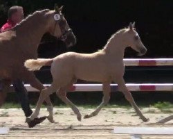 dressage horse Dreamboy 64 (Deutsches Reitpony, 2014, from Danny Gold)