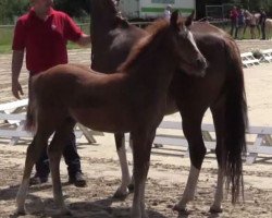 broodmare Stute von FS Don't Worry (German Riding Pony, 2014, from FS Don't Worry)