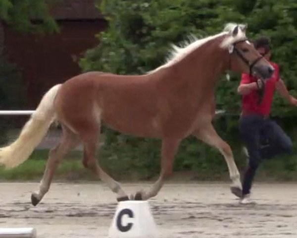 dressage horse Stars and Stripes (Haflinger, 2011, from Sterntaenzer)