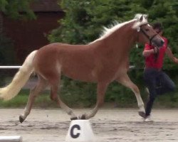 dressage horse Stars and Stripes (Haflinger, 2011, from Sterntaenzer)