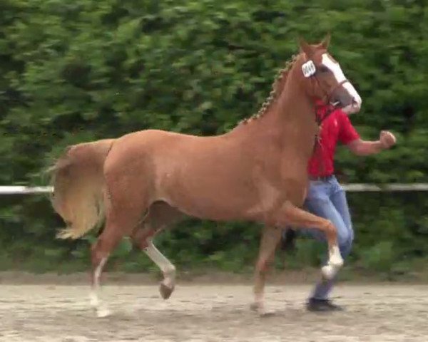 horse Prinzessin (German Riding Pony, 2011, from Top Pepino)