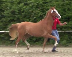 horse Prinzessin (German Riding Pony, 2011, from Top Pepino)