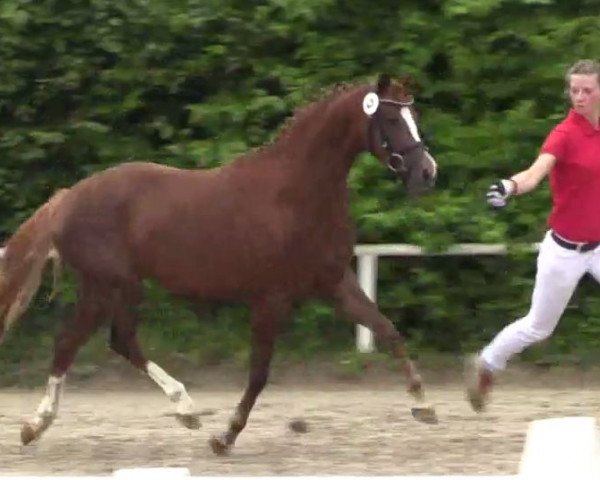 broodmare Die kleine Professorin (German Riding Pony, 2011, from Dip Beat)