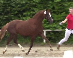 Zuchtstute Die kleine Professorin (Deutsches Reitpony, 2011, von Dip Beat)