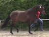 broodmare Ryanna (Westphalian, 2010, from Real Diamond)