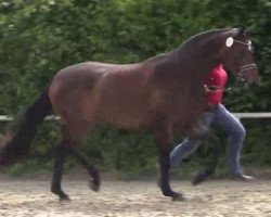 Zuchtstute Ryanna (Westfale, 2010, von Real Diamond)