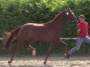 broodmare Bella Vista (Westphalian, 2011, from Bordeaux 28)