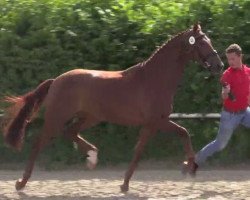 broodmare Bella Vista (Westphalian, 2011, from Bordeaux 28)