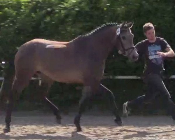 Zuchtstute Chantal (Westfale, 2011, von Cornado NRW)