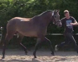 broodmare Chantal (Westphalian, 2011, from Cornado NRW)