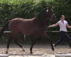 dressage horse Fiene Sb (Westphalian, 2011, from Flanagan)