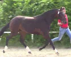 broodmare Sweet Princess (Westphalian, 2011, from Sunday)