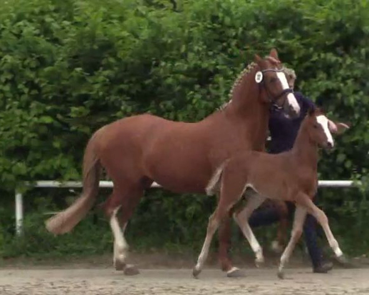 Zuchtstute Amazing Mia (Deutsches Reitpony, 2014, von A new Star)