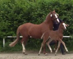 broodmare Amazing Mia (German Riding Pony, 2014, from A new Star)