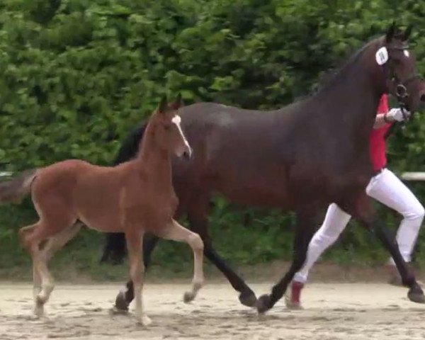 dressage horse Hengst von Dreidimensional AT (German Riding Pony, 2014, from Dreidimensional AT NRW)