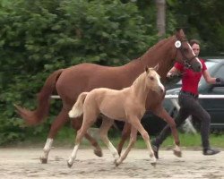 Zuchtstute Carinja H (Deutsches Reitpony, 2014, von Chic in Time)