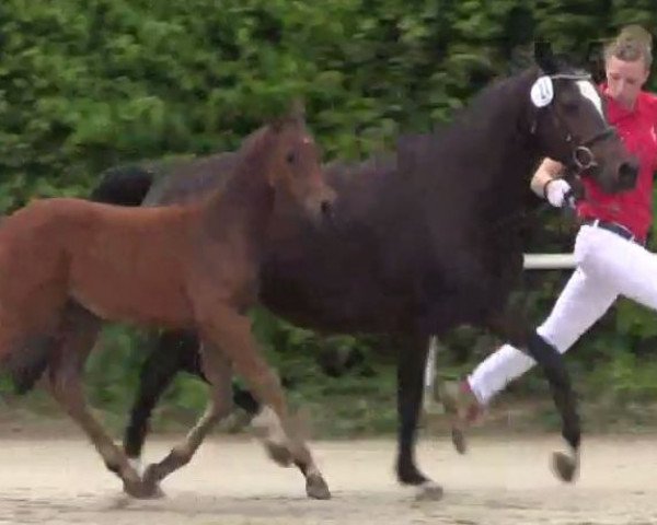 dressage horse Stute von D-Day AT (German Riding Pony, 2014, from D-Day AT)