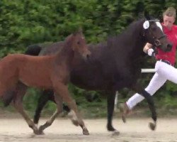 Dressurpferd Stute von D-Day AT (Deutsches Reitpony, 2014, von D-Day AT)