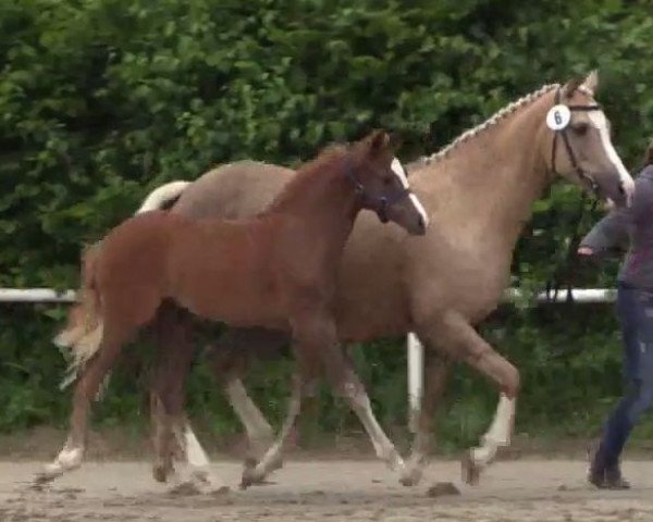 Dressurpferd Stute von Erfttal Duncan (Deutsches Reitpony, 2014, von Erfttal Duncan)