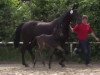 dressage horse Dave Brubeck 2 (Westphalian, 2014, from Harmony's Desiderio)