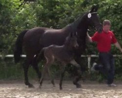 dressage horse Dave Brubeck 2 (Westphalian, 2014, from Harmony's Desiderio)