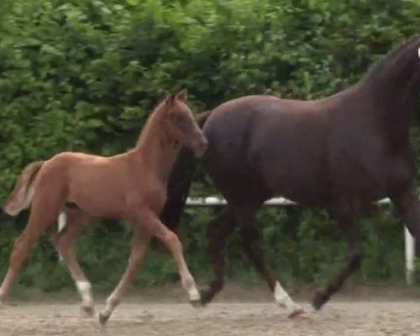 Dressurpferd Hengst von Beaulieu (Westfale, 2014, von Beaulieu 2)