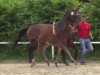 dressage horse F Von X (Westphalian, 2014, from Follow Me OLD)