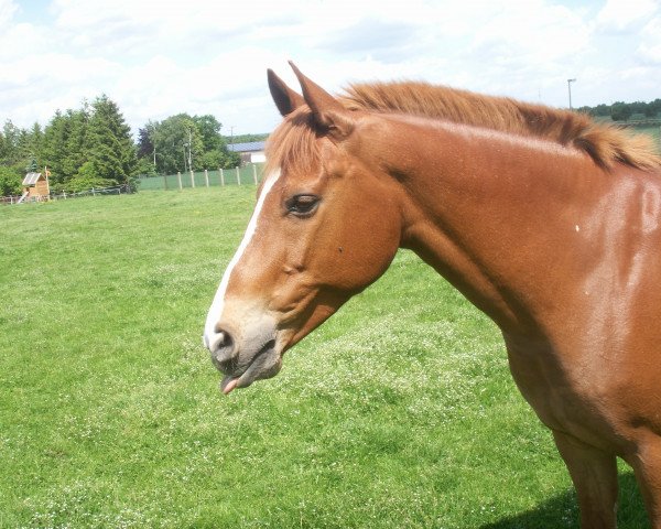 horse Dino (German Riding Pony, 1994, from Dino Dscherbo)