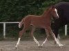 dressage horse Solveig W (Westphalian, 2014, from Scuderia)