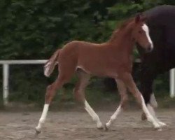 dressage horse Solveig W (Westphalian, 2014, from Scuderia)