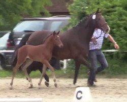 dressage horse Hengst von Fleury (Westphalian, 2014, from Fleury)