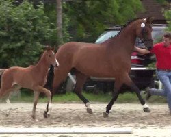 broodmare Estelle (Westphalian, 2014, from Escolar)