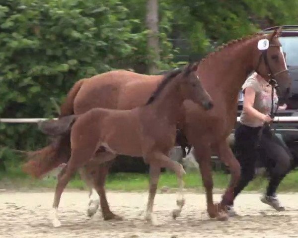 dressage horse Don Camillo 310 (Westphalian, 2014, from Daily Deal)