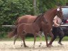 dressage horse Don Camillo 310 (Westphalian, 2014, from Daily Deal)