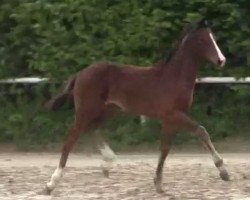 broodmare Royal Diva (Westphalian, 2014, from Rock Forever NRW)