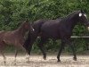 dressage horse Armani 304 (Westphalian, 2014, from All At Once)