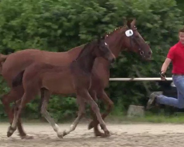 broodmare Donna Brentina (Westphalian, 2014, from Don Index)