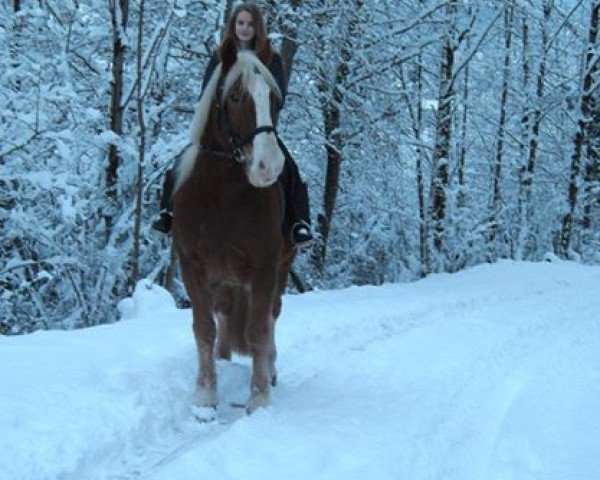 horse Nabor (South German draft horse, 2001, from Natal v. Oberland)