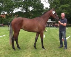 broodmare Chiripina (Westphalian, 2011, from Chirivell)