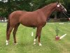 broodmare Fleur (Westphalian, 2010, from Floresco NRW)