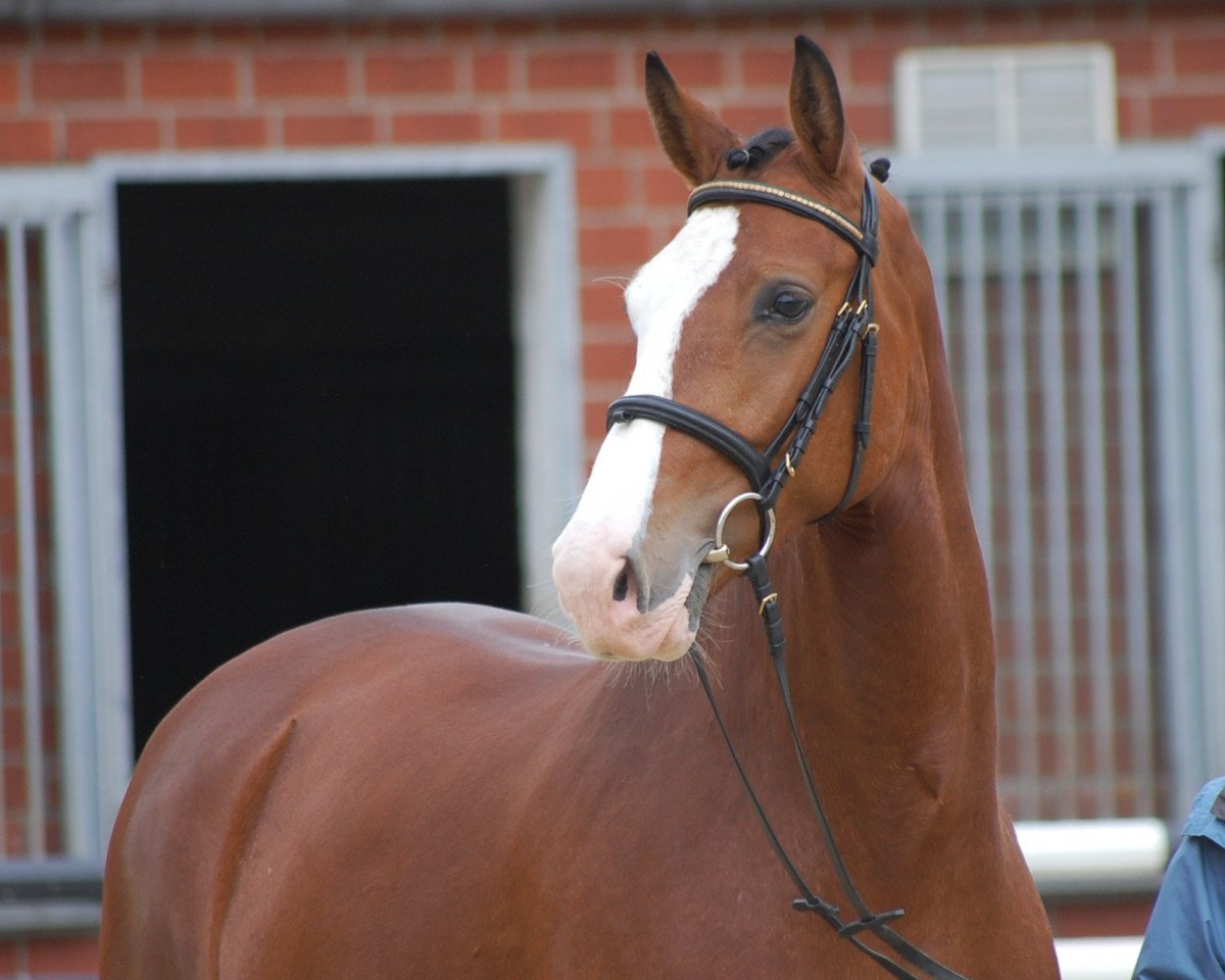 broodmare Lena (Westphalian, 2010, from Lissaro)
