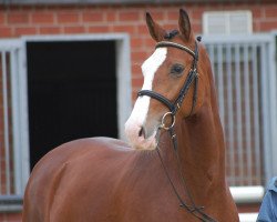 broodmare Lena (Westphalian, 2010, from Lissaro)